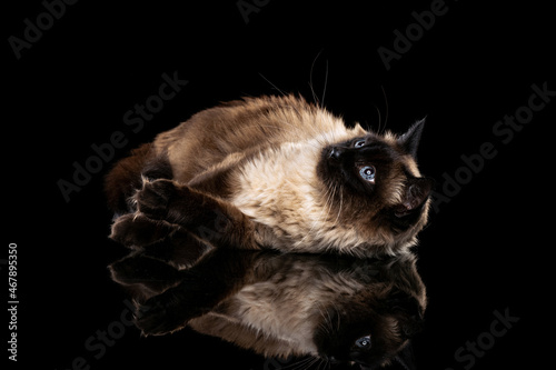 Portrait of beautiful big Thai cat with blue eyes isolated on dark studio background. Animal life concept