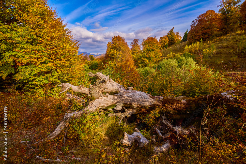 beautiful autumn scenery on a sunny October day. beautiful autumn scenery on a sunny October day.