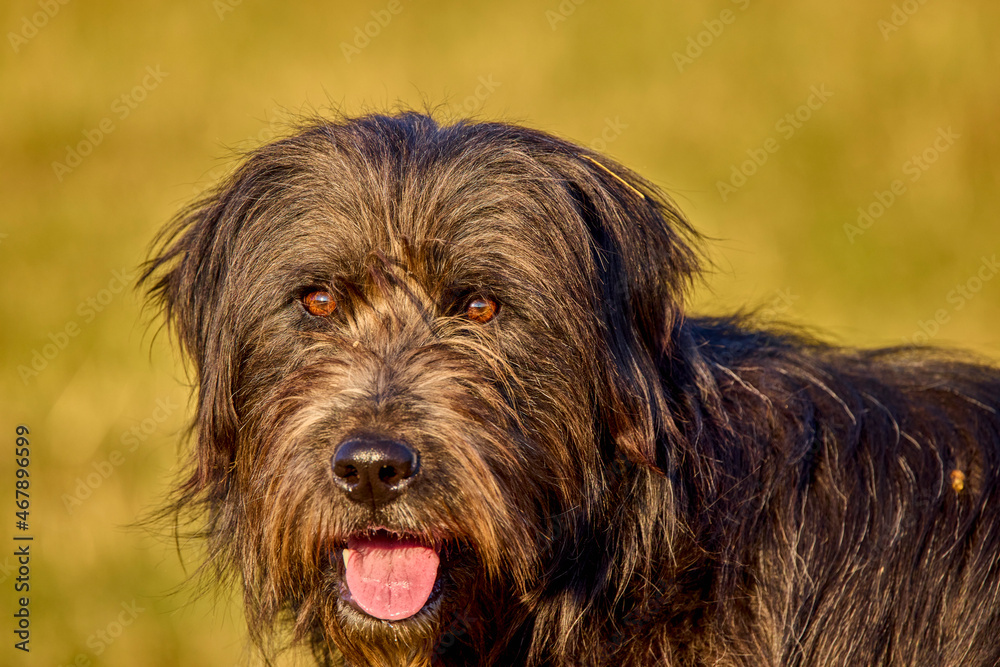 portrait of an old dog from a sheepfold