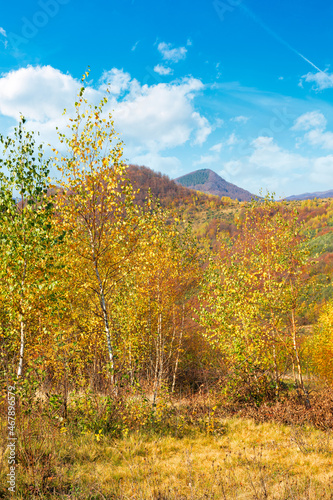 Fototapeta Naklejka Na Ścianę i Meble -  autumnal nature scenery in mountains. birch trees in colorful foliage on the meadow. primeval beech forest in fall foliage on the hill. warm sunny day with fluffy clouds on the sky
