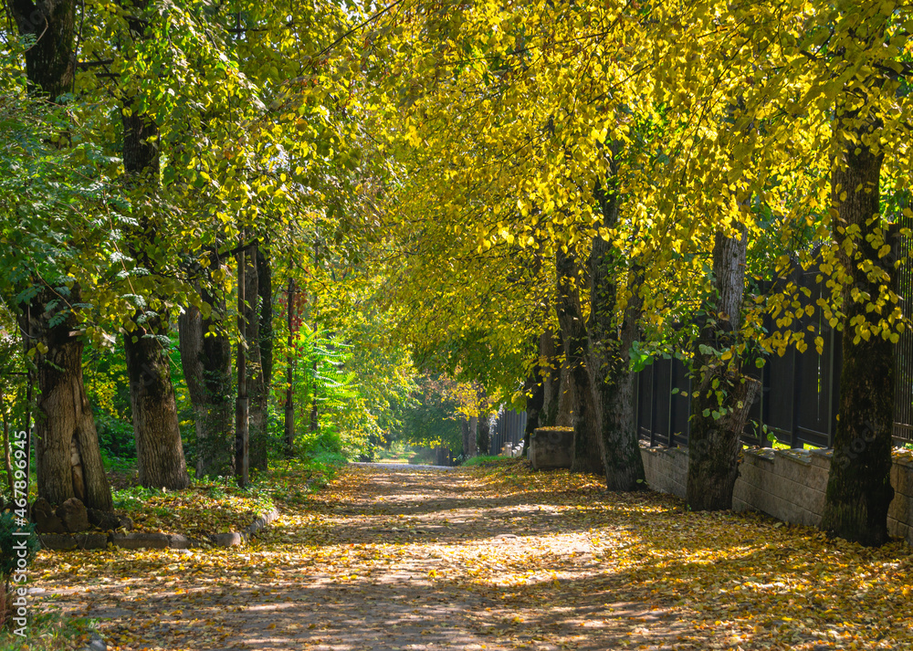 Naklejka premium Trees with yellowed leaves in autumn on a clear day. Autumn with bright colors. Dry fallen leaves. The road with yellow leaves.