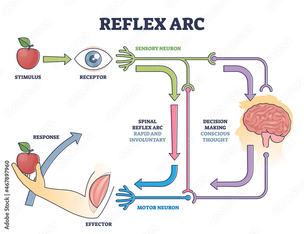 Reflex ARC sensory neuron pathway from stimulus to response outline diagram. Labeled educational body neurology principle explanation with spinal involuntary and conscious thought vector illustration. - obrazy, fototapety, plakaty 