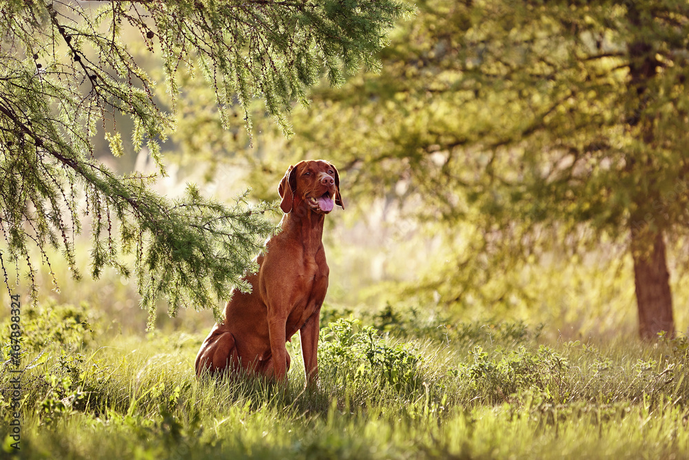 The Hungarian dog breed is on a walk in the summer in nature. The dog plays with its master. The Hungarian dog breed is on a walk in the summer in nature. The dog plays with its master.