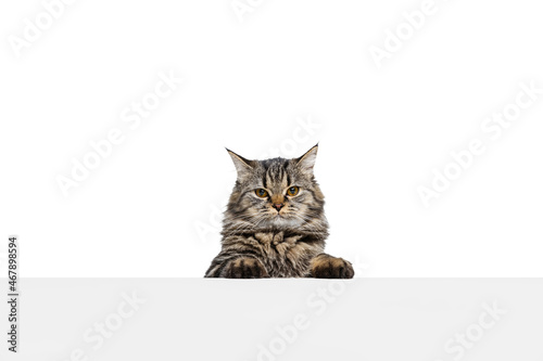 Half-length portrait of beautiful Siberian Cat posing isolated on white studio background. Animal life concept