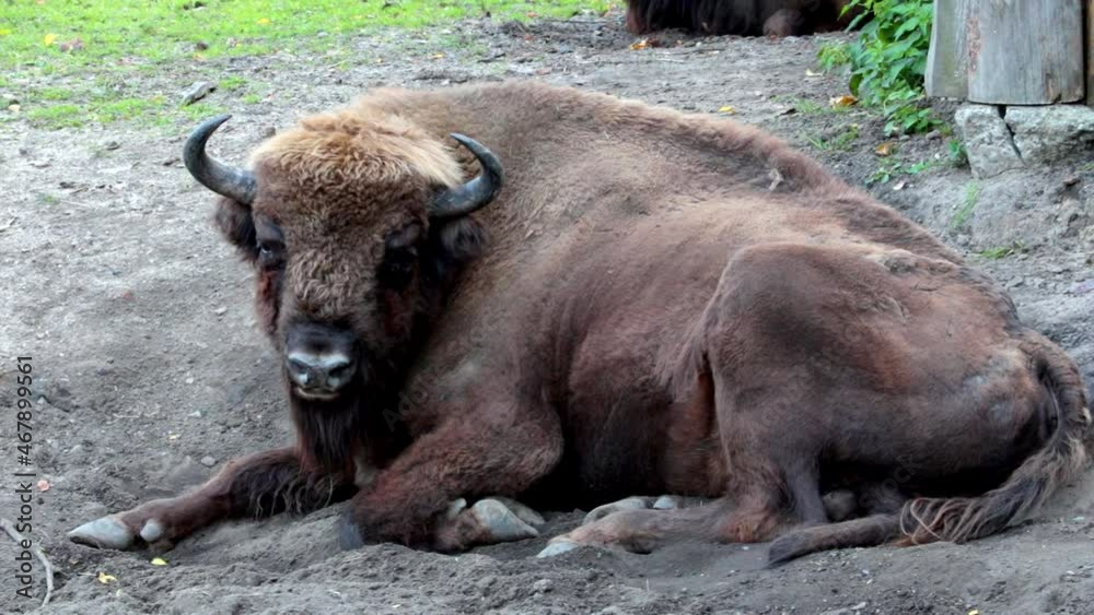 Close-up of the bison that lies on the ground. Bison chews grass and wags its tail Close-up of the bison that lies on the ground. Bison chews grass and wags its tail