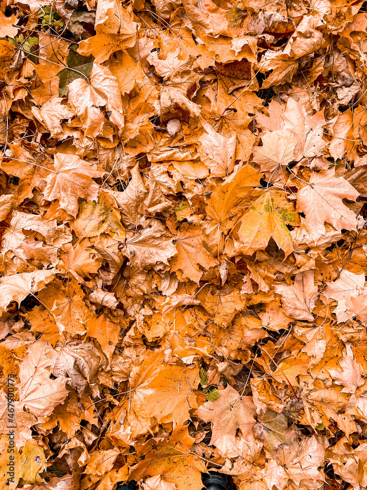 Autumn background with multicolored maple leaves on the ground Autumn background with multicolored maple leaves on the ground
