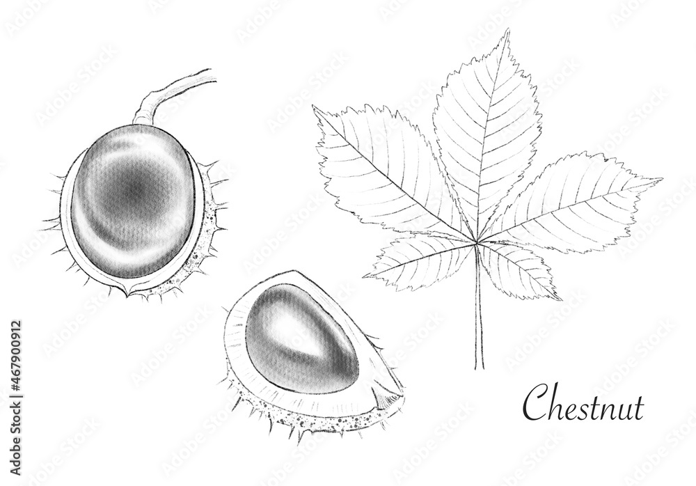 Chestnut fruits and leaf. Pencil sketch. Botanical hand drawn illustration isolated on white background. Realistic drawing 