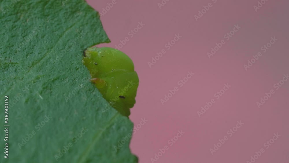 The caterpillar or larva is gnawing on the leaves of the adenium. Insect pests of flowering and foliage plants.