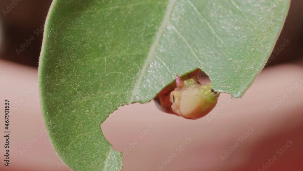 The caterpillar or larva is gnawing on the leaves of the adenium. Insect pests of flowering and foliage plants.