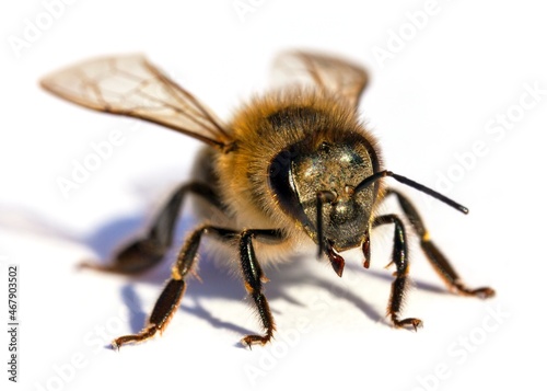 bee or honeybee Apis Mellifera isolated on white