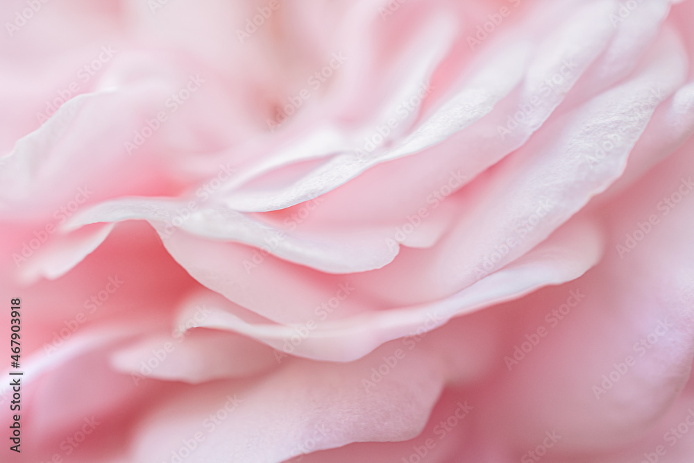 Delicate texture of pastel pinkish tones of rose flower petals. Close-up, macro.
