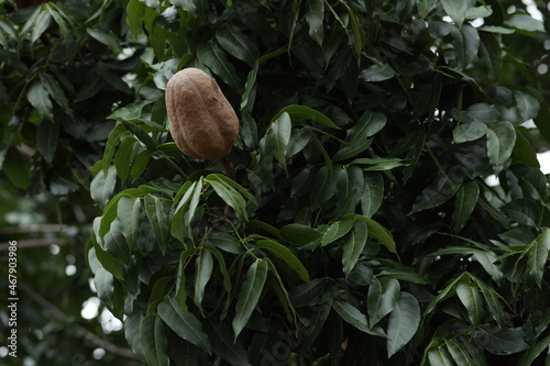 Brown mahogany fruit and green leaf background.Swietenia macrophylla.Honduran mahogany, Honduras mahogany, big-leaf mahogany, West Indian mahogany