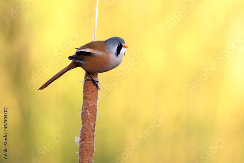 Adult male Bearded reedling inside a wetland in central Spain with the first light of day photo