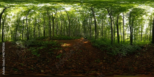 Fototapeta Naklejka Na Ścianę i Meble -  Dark, old Forest in the Summer HDRI Panorama