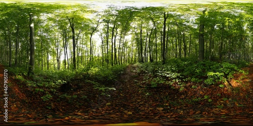 Fototapeta Naklejka Na Ścianę i Meble -  Dark, old Forest in the Summer HDRI Panorama