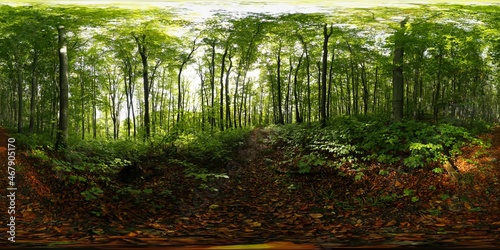 Dark, old Forest in the Summer HDRI Panorama © Ruchacz