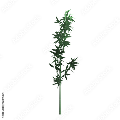 Herbaceous bamboo tree on white background. Graphic, illustration , icon, image.