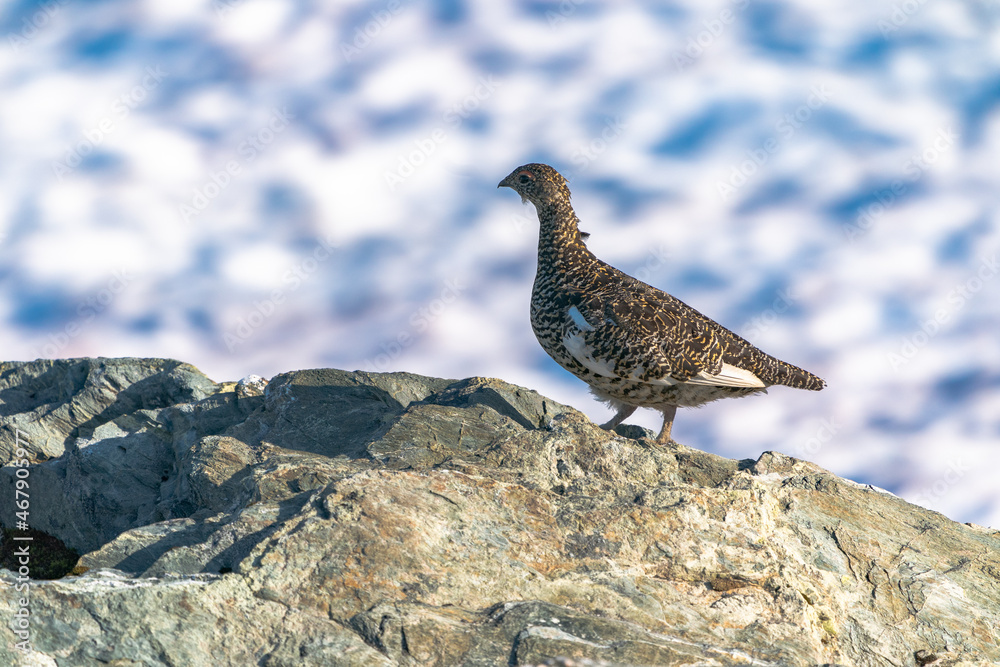 Fototapeta premium The rock ptarmigan (Lagopus muta)