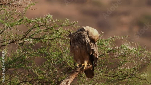 Sitting Tawny Eagle - Aquila rapax large bird of prey family Accipitridae, subfamily Aquilinae - booted eagles, African continent and Indian subcontinent,  sitting and flying away. photo