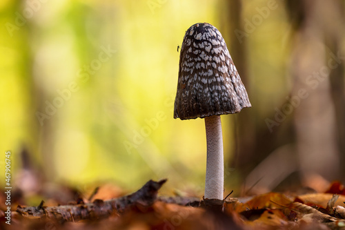 Coprinus picaceus ink cap mushroom closeup in forest photo