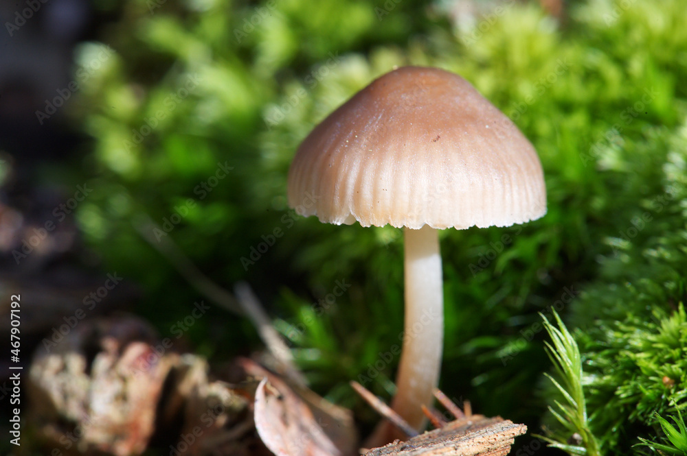 Champignon Champignon