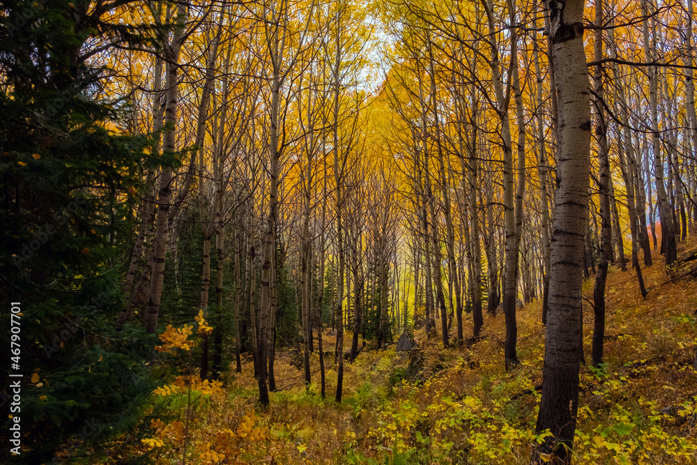 Nature of Dzungarian Alatau in Kazakhstan. Tourism, travel in autumn concept. Nature of Dzungarian Alatau in Kazakhstan. Tourism, travel in autumn concept.