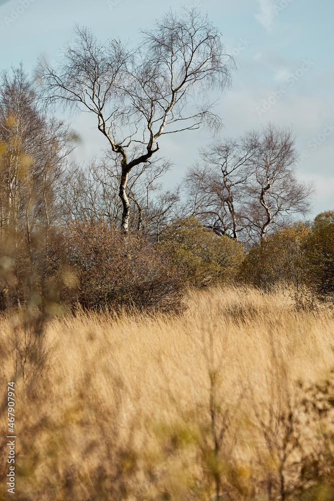 High Fens landscape in Fall. Forest in Autumn. High Fens landscape in Fall. Forest in Autumn.