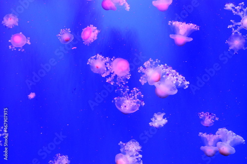 jellyfish in the aquarium