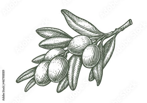 Branch of olive tree with fruits and leaves. Vector sketch drawing on white