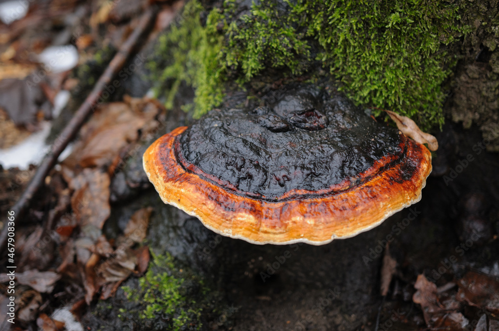 tinder fungus bordered mushroom on tree tinder fungus bordered mushroom on tree