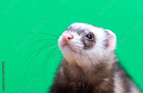 Front view of a Ferret looking at the camera, isolated on green background