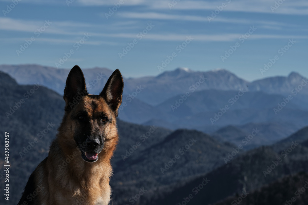 Portrait of dog in closeup against background of autumn dark forest and snow capped mountain peaks. Clear blue sky on sunny day. German Shepherd traveler in mountains.