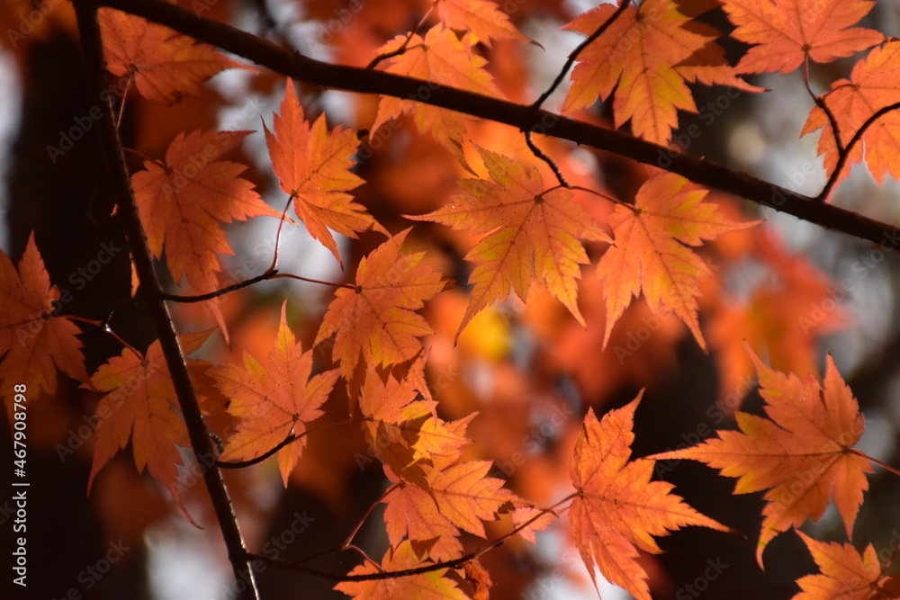 葉の形が面白い紅葉 葉の形が面白い紅葉