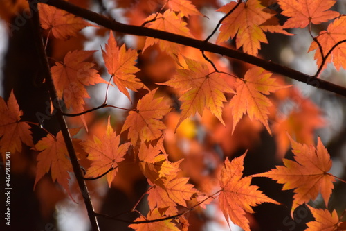 葉の形が面白い紅葉 © 亮太 田中
