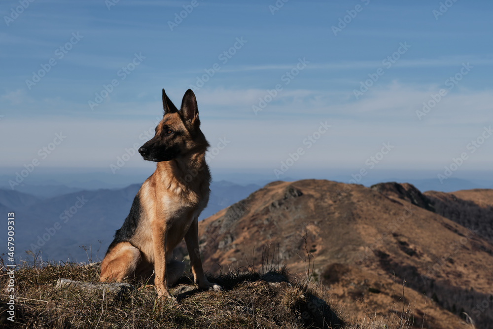 Tourist dog sits and rests on top of mountain after hard climb up. Outdoor activities in nature reserve and national Park. German Shepherd traveler in mountains. Tourist dog sits and rests on top of mountain after hard climb up. Outdoor activities in nature reserve and national Park. German Shepherd traveler in mountains.