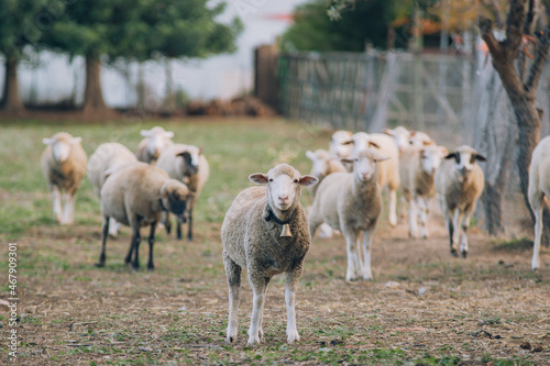Fototapeta Naklejka Na Ścianę i Meble -  Ganado de ovejas, ovejas blancas, lana, rebaño de ovejas, lana