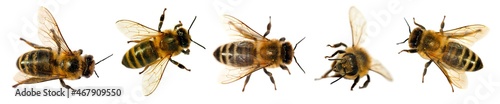 Foto bee isolated, Set five bees or honeybees Apis Mellifera