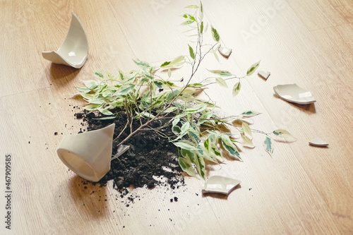 Ficus Benjamina has fallen on the floor, broken flowerpot, dirt and pieces of ceramic pot photo