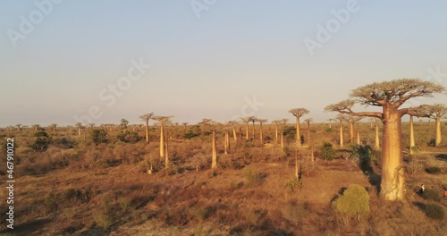 Aerial view on baobabs at sunset in Morondava, Manabe, Madagascar,  photo