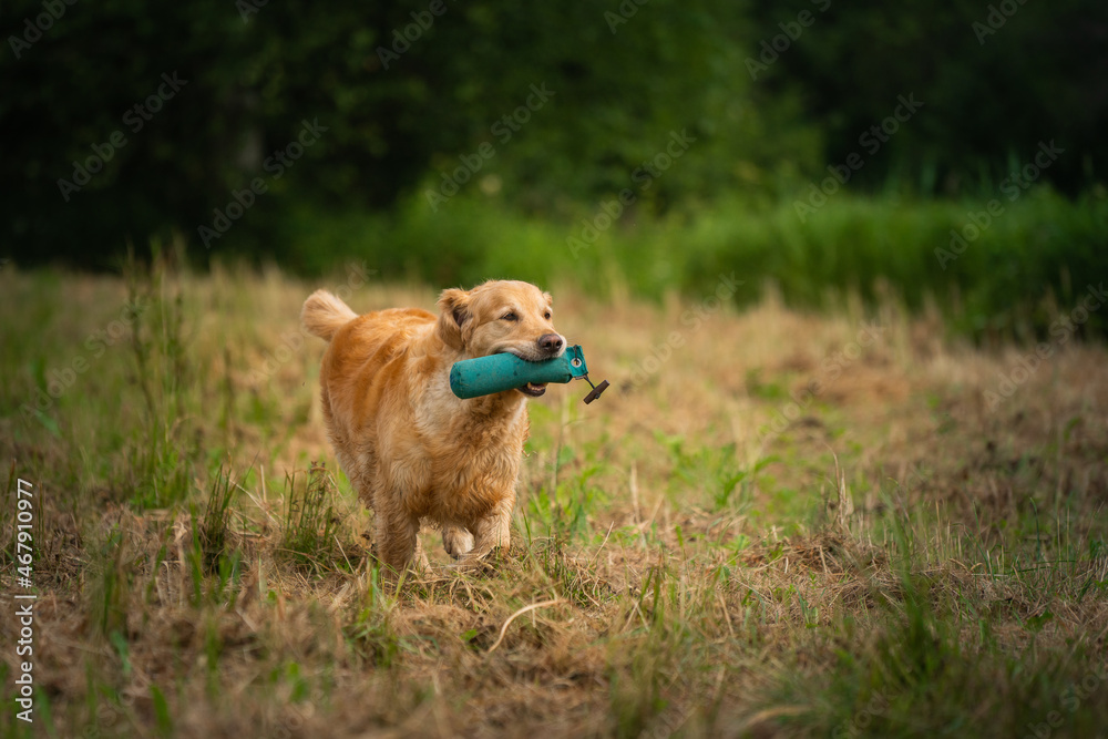 Beautiful golden retriever dog carrying a training dummy in its mouth. Beautiful golden retriever dog carrying a training dummy in its mouth.