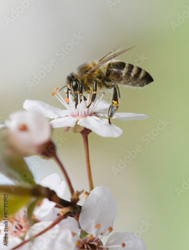 Bee Apis mellifera carnica, collecting pollen and nectar on plum tree blossom