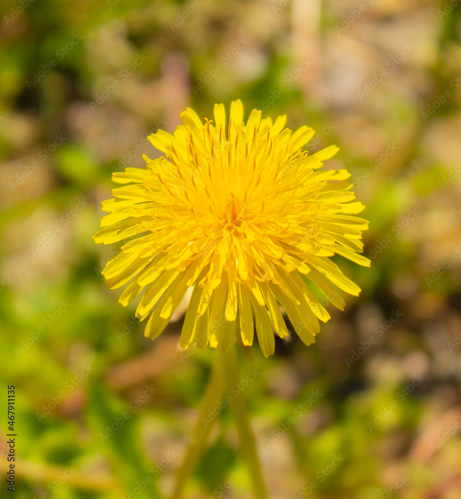 Common yellow dandelion flower Common yellow dandelion flower