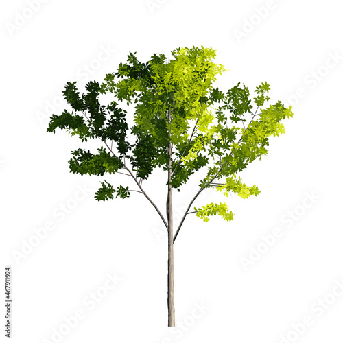 Green tree with leaves on white background. Graphic  illustration   icon  image.