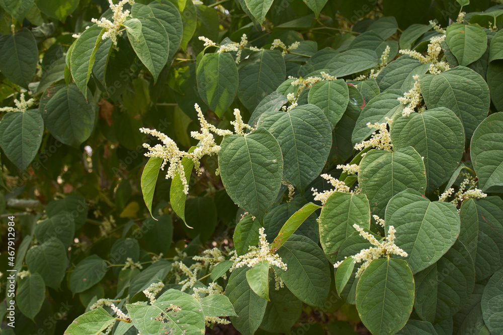 Reynoutria japonica in bloom Reynoutria japonica in bloom