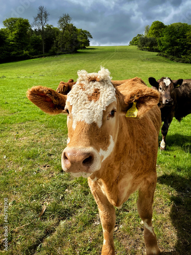 curious young bullock