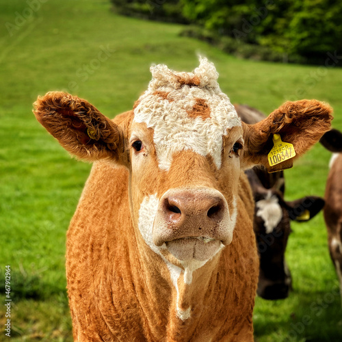 Curious young bullock close up
