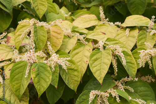 Reynoutria japonica in bloom photo