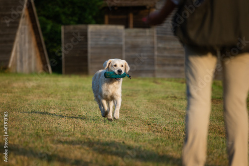 Beautiful golden retriever dog carrying a training dummy in its mouth.