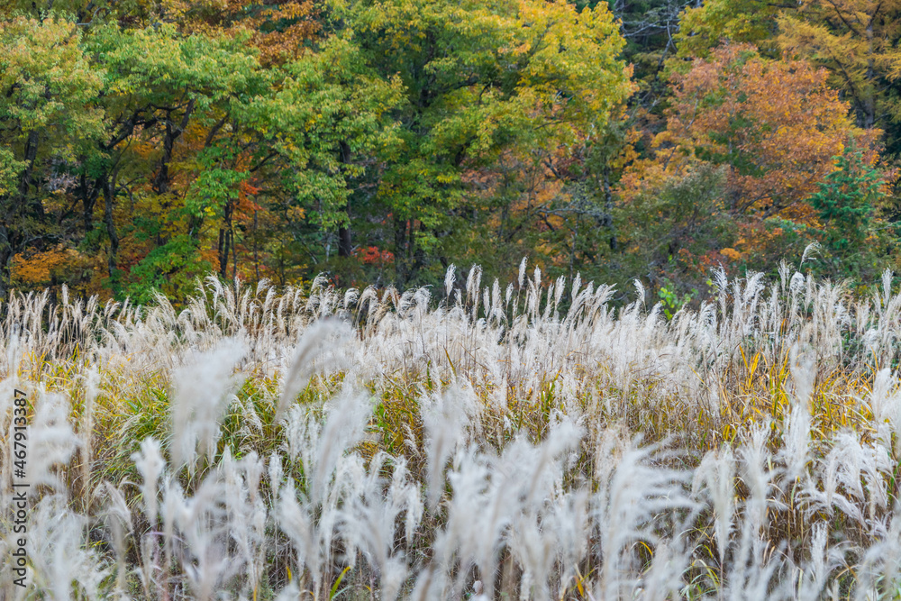 Obraz premium せせらぎ街道