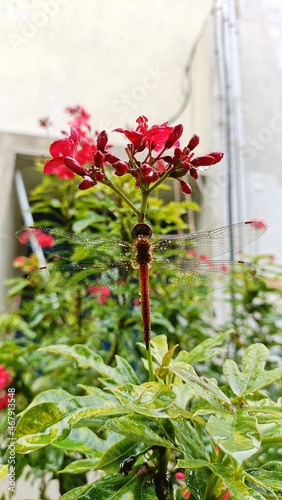  Dragonfly sitting on the  branch of green plant